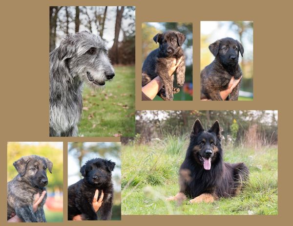 Collage Gaia x Eron en pups