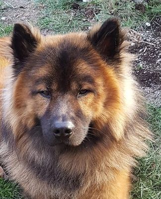 Eurasier Nanuk