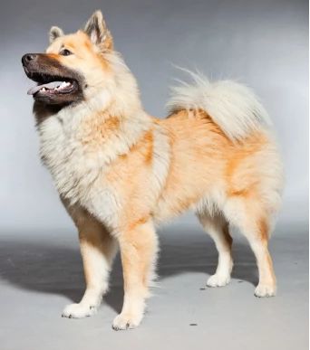 eurasier